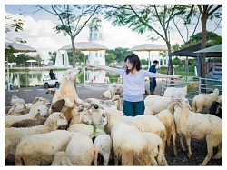 บ้านแกะนักขนาด
