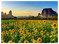 ทุ่งทานตะวัน